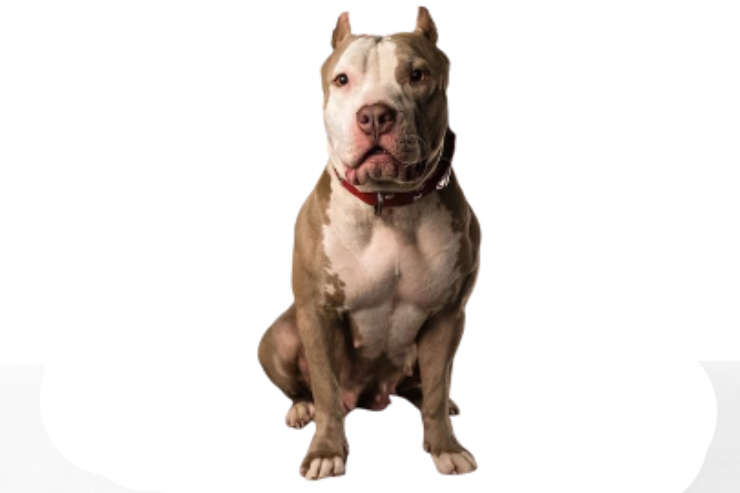 American Bully