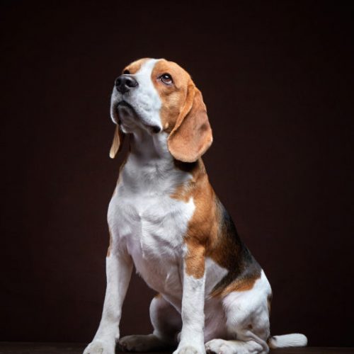 Beagle