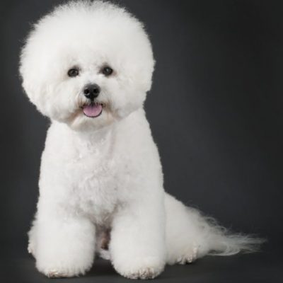 Bichon Frise