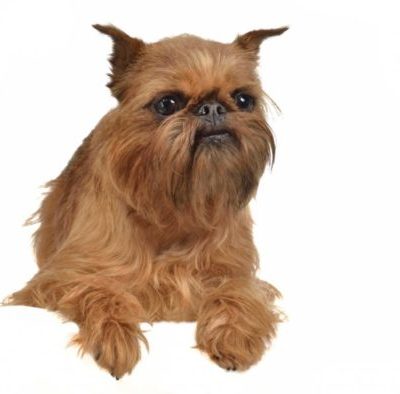 Brussels Griffon
