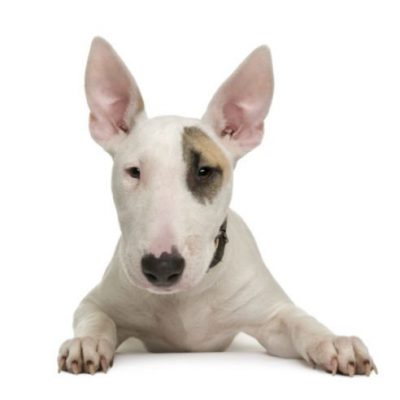 Bull Terrier