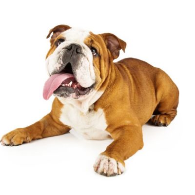 Bulldog