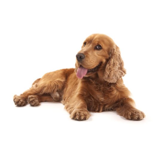 Cocker Spaniel