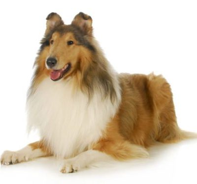 Collie
