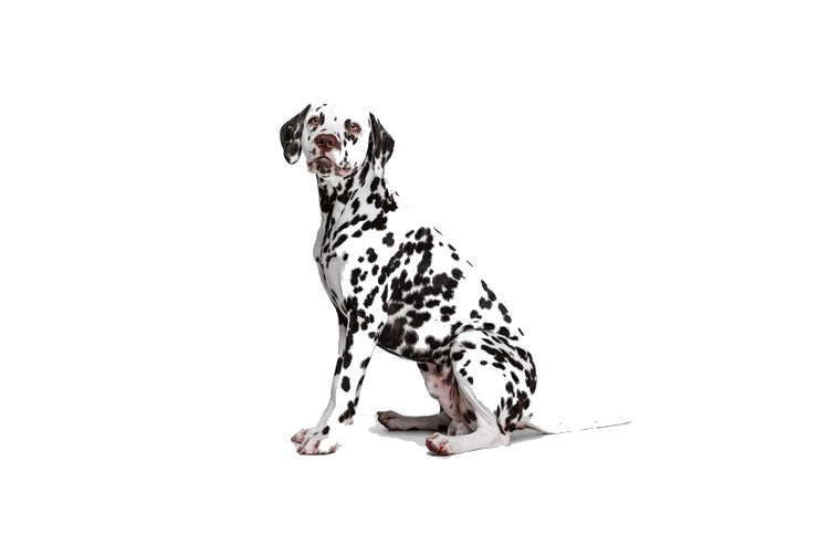 Dalmatian