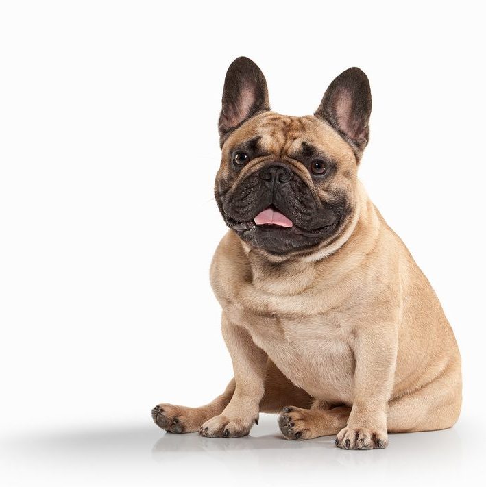 French Bulldog