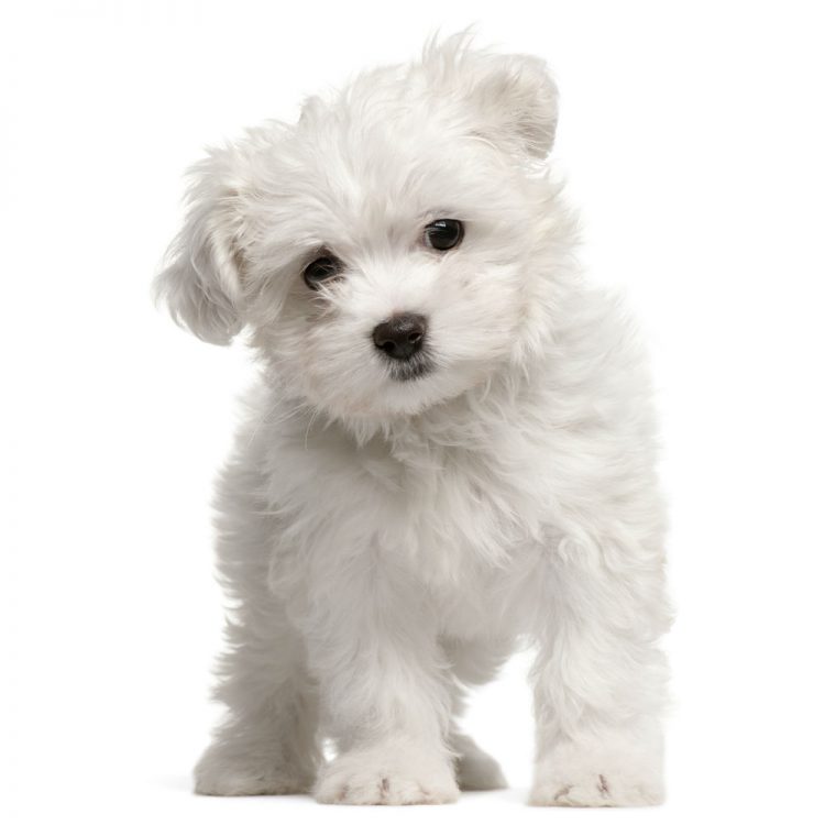 Maltese Terrier