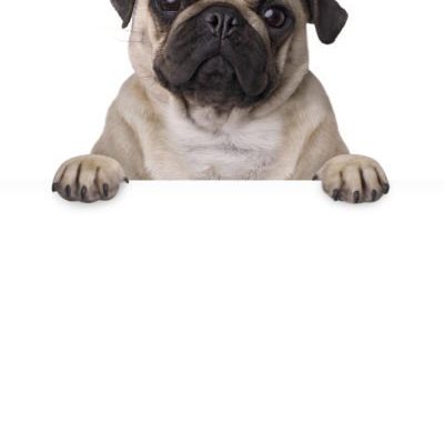 Pug