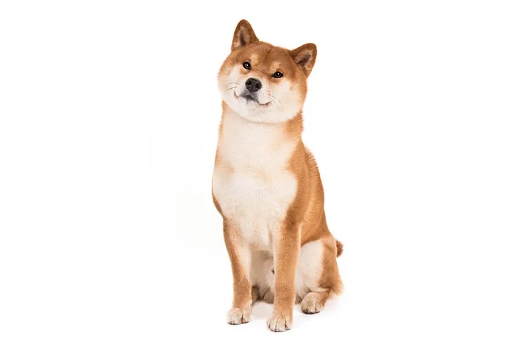 Shiba Inu