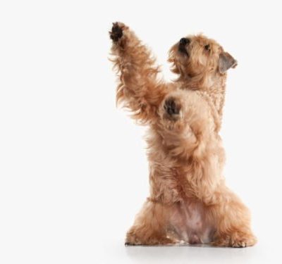 Soft Coated Wheaten Terrier