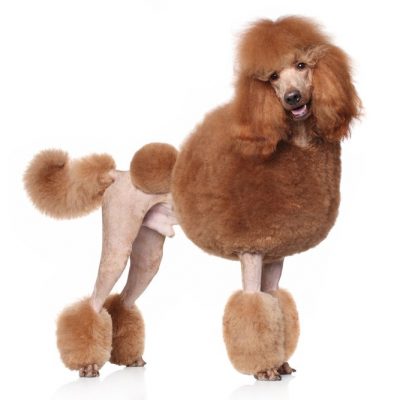 Poodle