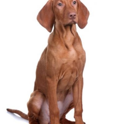 Vizsla