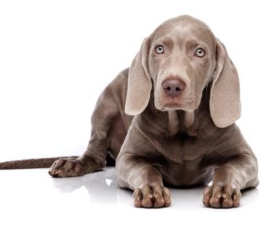 Weimaraners